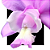 Cattleya A brazilian drean - Imagem 2