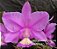 Cattleya Nobilior Tipo- muda - Imagem 1