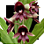 Catasetum Alex Pardo X ciliatum - Imagem 1
