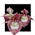 Catasetum ( ( pileatum x Susan Fuchs ) x ( Pileatum Imperialis )) - Imagem 1
