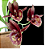 Catasetum ( Milton Luedy x Orchidglade ) - Imagem 1