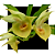 Catasetum ( osculatum x Penang )-7257 - Imagem 1