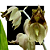 Catasetum ( sanguineum x dupliciscutula ) - Imagem 1
