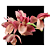 Catasetum ( vinaceum x pulchrum ) - Imagem 1
