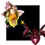 CATASETUM DANTE PRAYER X DURVAL FERREIRA RUBRO - Imagem 1