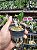 CATASETUM DRACO BICOLOR X ( JOAO STIVALI X ORCHIDGLADE ) - Imagem 2