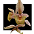 CATASETUM JB X ORCHDGLADE X DF ADRIANA FEITOZA - Imagem 1