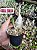 Catasetum Macrocarpum - Imagem 2