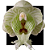 CLOWESIA  WARSCEWICZII X ROSEA - Imagem 1