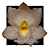 CLOWESIA  ROSEA x WARSCEWICZII - Imagem 1