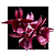 Ctsm pileatum imperiales x (( Stephen Moffitt ) x ( Orchidglade x J.Diamonds )) - Imagem 1