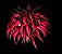 Bulbophyllum spiesii - Imagem 1
