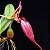 Bulbophyllum fascinator - Imagem 1