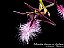 Bulbophyllum saltatorium - Imagem 1
