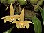 Bulbophyllum siamense - Imagem 1