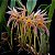 Bulbophyllum affine - Imagem 1