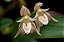 Bulbophyllum ambrosia - Imagem 1