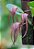 Bulbophyllum longissimum - Imagem 1