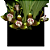Lycaste macropylla - Imagem 1