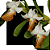 Dendrobium ellipsophyllum - Imagem 1