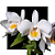 Dendrobium formosum - Imagem 1