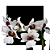 Dendrobium sanderae - Imagem 1