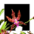 Miltonia clowesii - Imagem 1