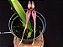 Bulbophyllum biflorum - Imagem 1