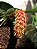 Bulbophyllum crassipes - Imagem 1