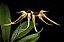 Bulbophyllum macraei x self - Imagem 1