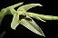 Bulbophyllum tripetalum - Imagem 1