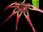Bulbophyllum wendlandianum - Imagem 1