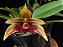 Bulbophyllum (dearei “Matt” x frostii) - Imagem 1