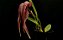 Bulbophyllum (grandiflorum x longisepalum) - Imagem 1