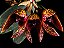 Bulbophyllum (phalaenopsis x frostii) - Imagem 1