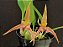 Bulbophyllum (lobbii x facetum) - Imagem 1