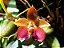 Bulbophyllum (cornutum  x dearei “Matt”) - Imagem 1
