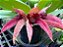 Bulbophyllum ( frostii x phalaenopsis ) - Imagem 1
