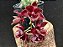 Clowsetum Barnabas Collis - Imagem 1
