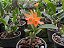 Cattleya aurantiaca - Imagem 2