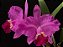 Cattleya lueddmanniana ( rubra x rubra ) - Imagem 1
