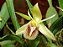 Coelogyne fimbriata - Imagem 1
