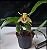 Coelogyne ovallis - Imagem 1