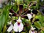 Encyclia cordigera - Imagem 1