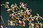 Encyclia duvenii - Imagem 1