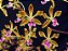 Encyclia edithiana - Imagem 1