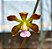 Encyclia kundergraberii - Imagem 1
