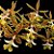Epidendrum stanfordianum - Imagem 1