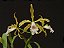 Laelia grandis - Imagem 1