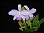 Laelia sincorana coerulia - Imagem 1